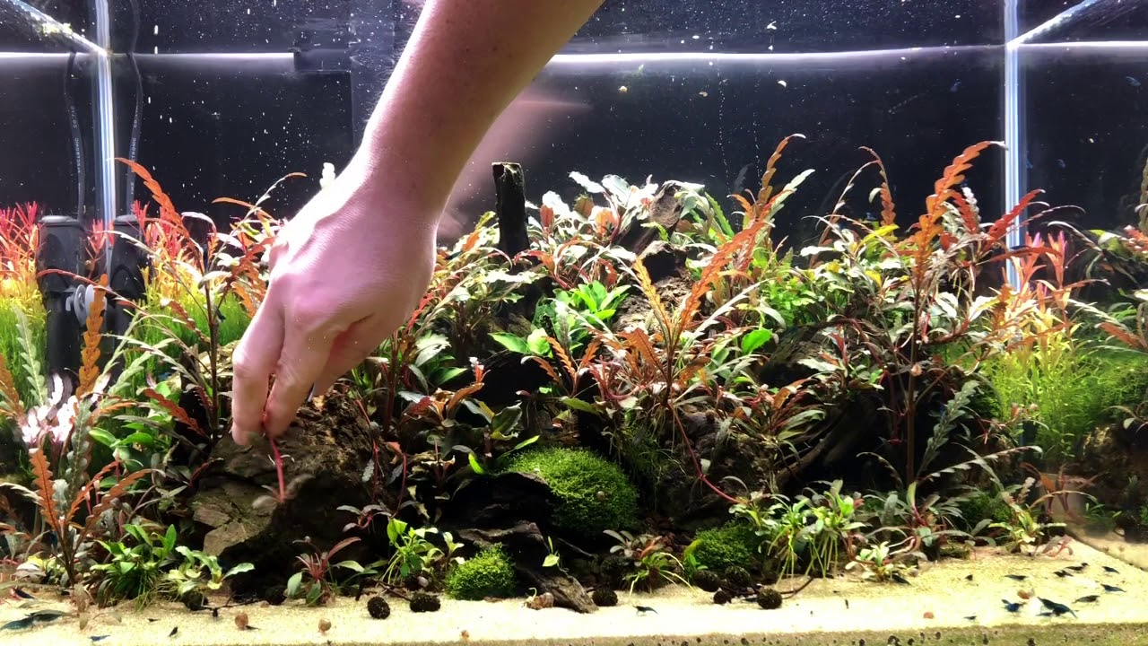 Stängelpflanzen Rückschnitt #Stängelpflanzen #Hygrophila pinnatifida