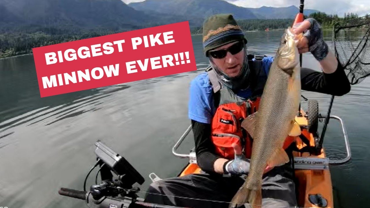 The BIGGEST Pike Minnow I have ever seen!