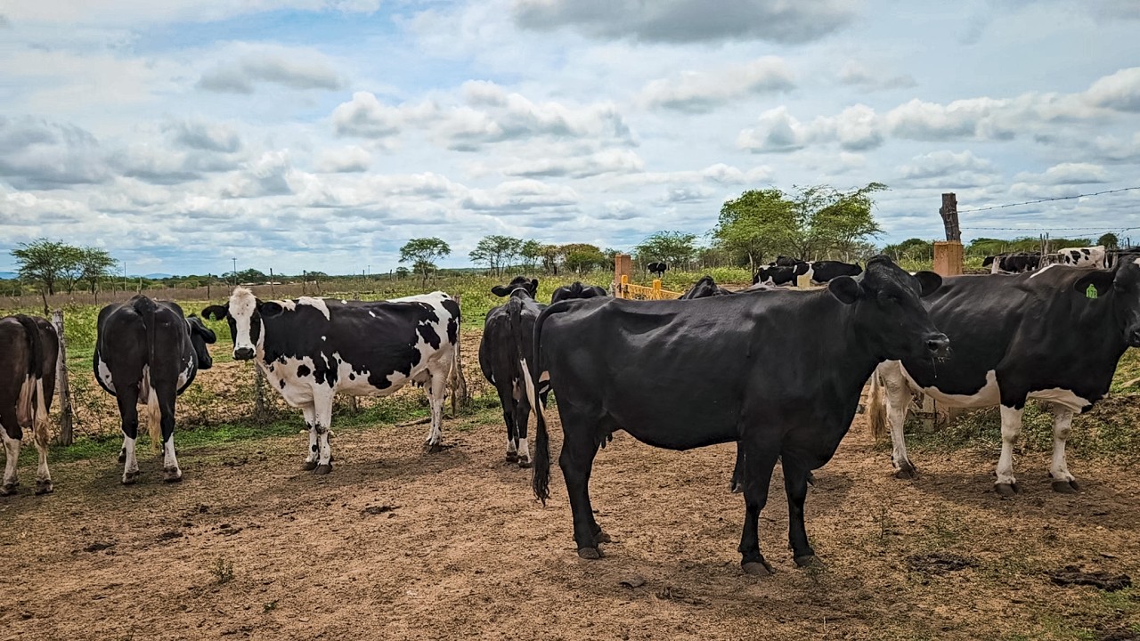 TODAS ESSAS VACAS TÃO DANDO 30 LITROS DE LEITE POR DIA, FAZENDA ZÉ DE DANDA EM CACHOEIRINHA PE!