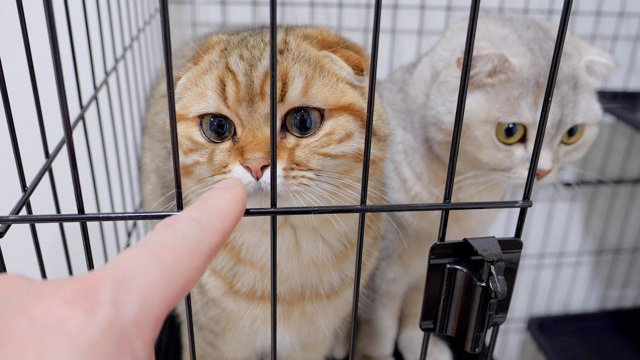 Эти братья-котята, запертые в клетке, такие милые!