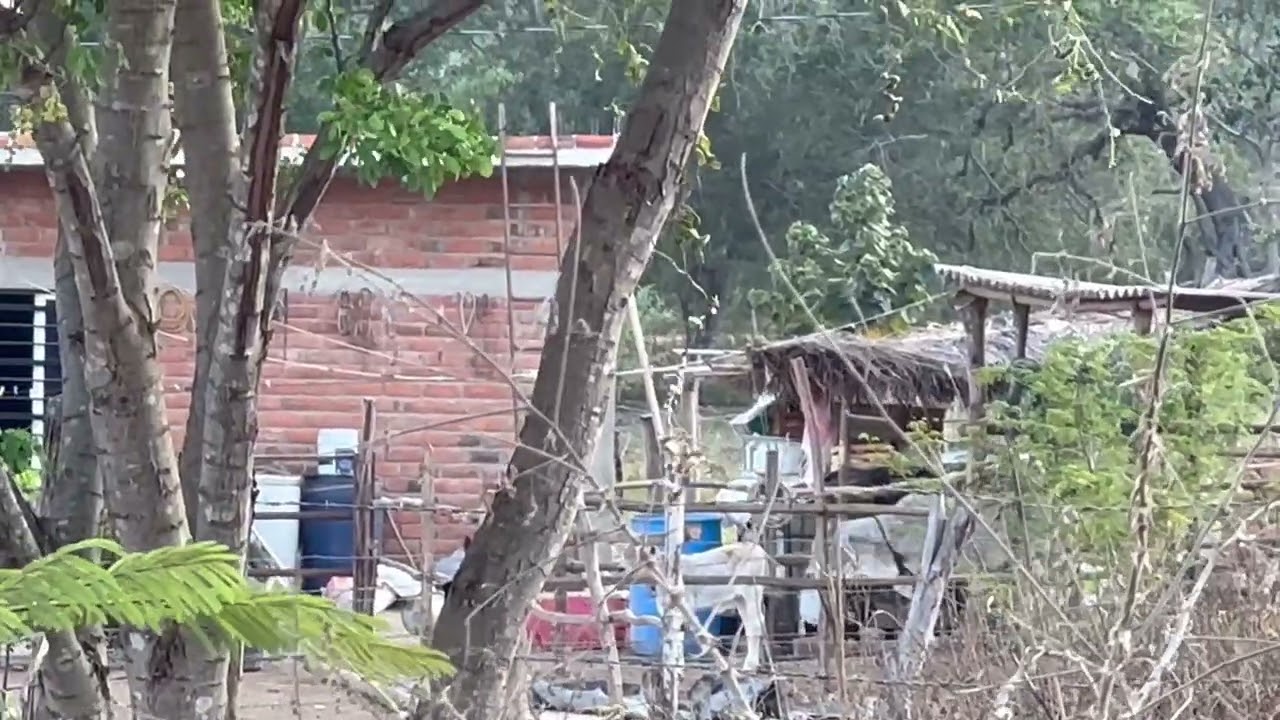 Tepames, Colima in Mexico by the house.