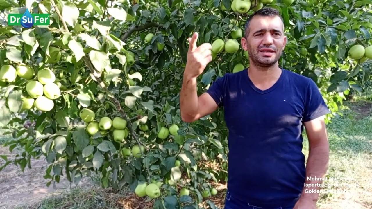 Golden Elma Bahçesi  - Mehmet Günmelek (Isparta/Eğirdir/Tepeli)