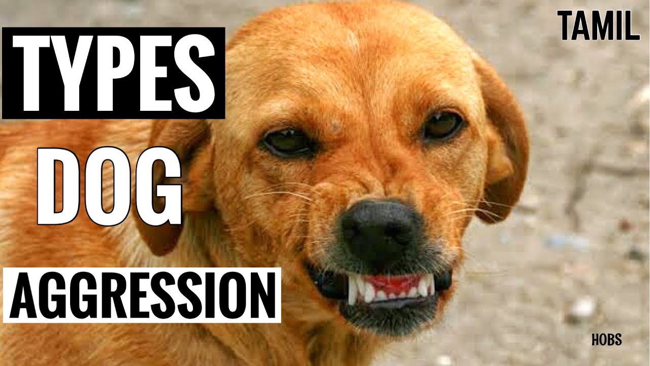 DOG AGGRESSION TYPES in TAMIL