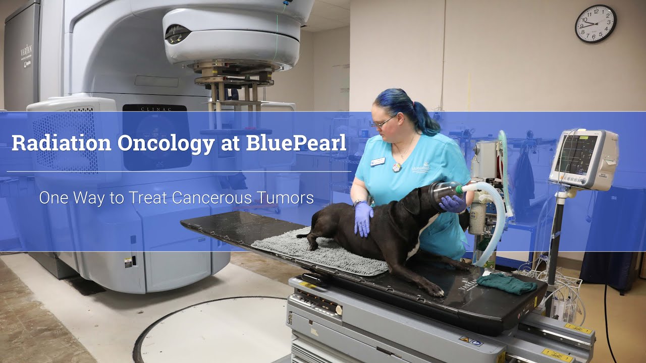 Radiation Oncology at BluePearl