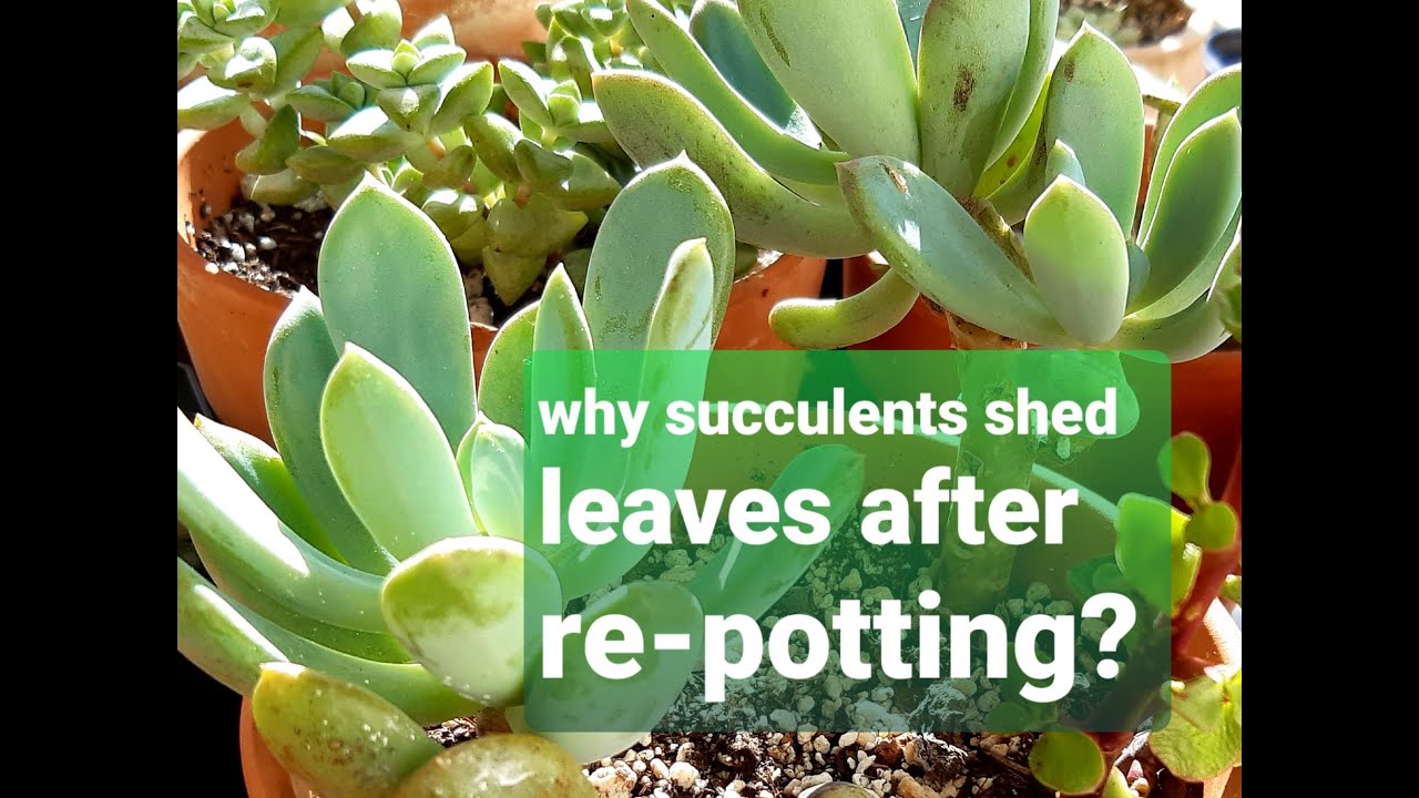 #17 HOW TO TAKE CARE OF NEW SUCCULENTS AFTER RE-POTTING