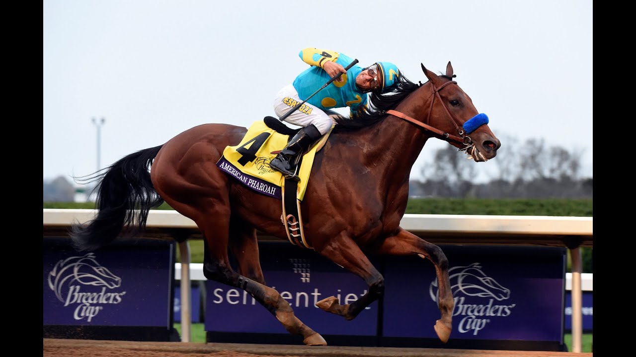 American Pharoah - The People's Horse