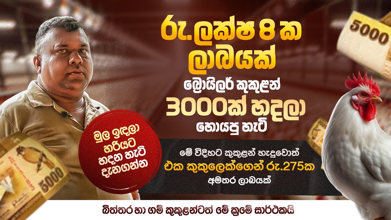 ලාබය ලක්ෂ අටයි බ්‍රොයිලර් සතුන් 3000 යි | Milmolac | Broiler Chicken | Farm Innovation solutions