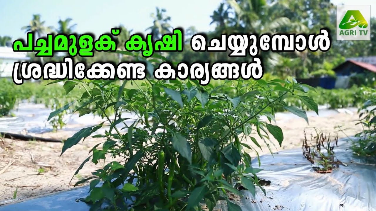 പച്ചമുളക് കൃഷി ചെയ്യുമ്പോൾ ശ്രദ്ധിക്കേണ്ട കാര്യങ്ങൾ | Green Chilly Farming Tips Malayalam