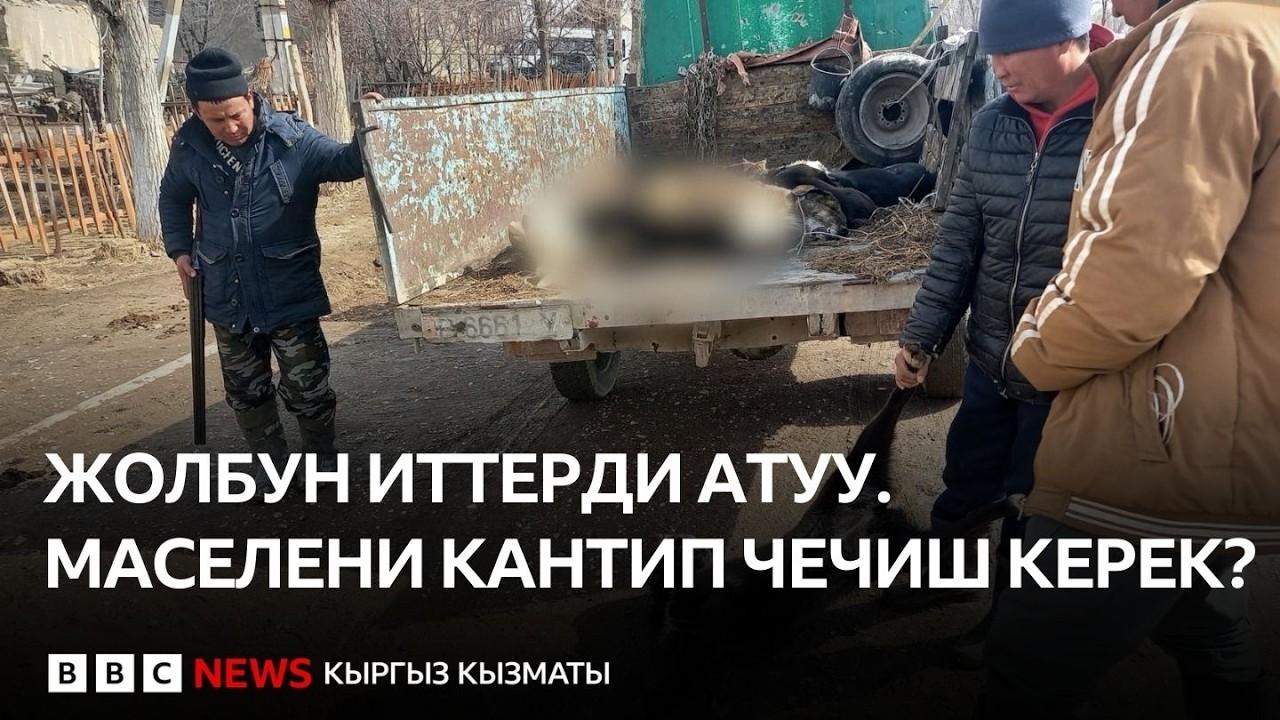 Жолбун иттерди атуу. Маселени кантип чечиш керек?