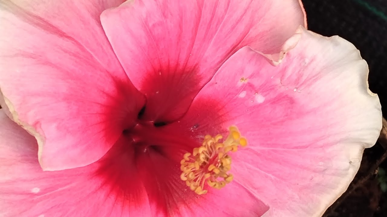 Recent my garden visit
