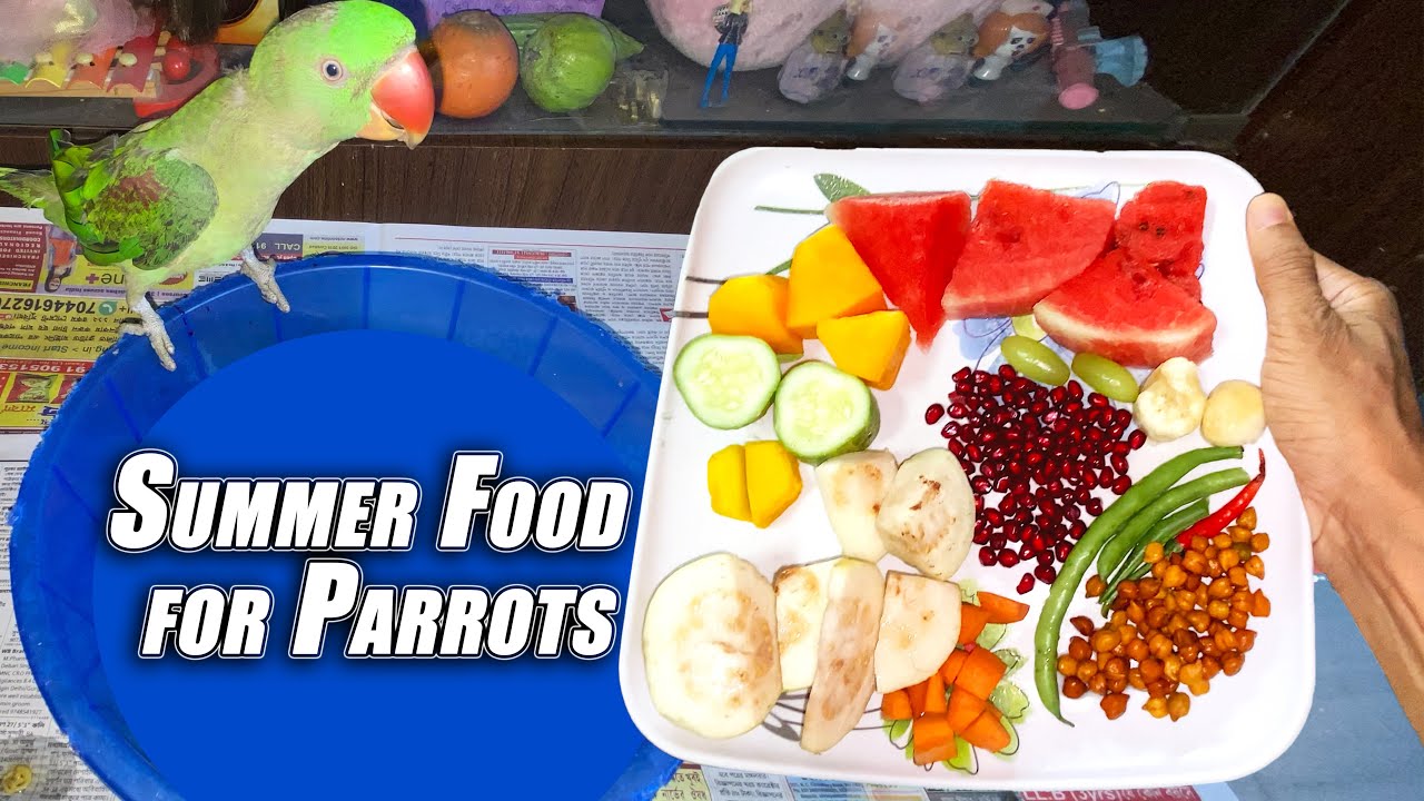 Summer Food for Parrots || Tutu's Vlog #62