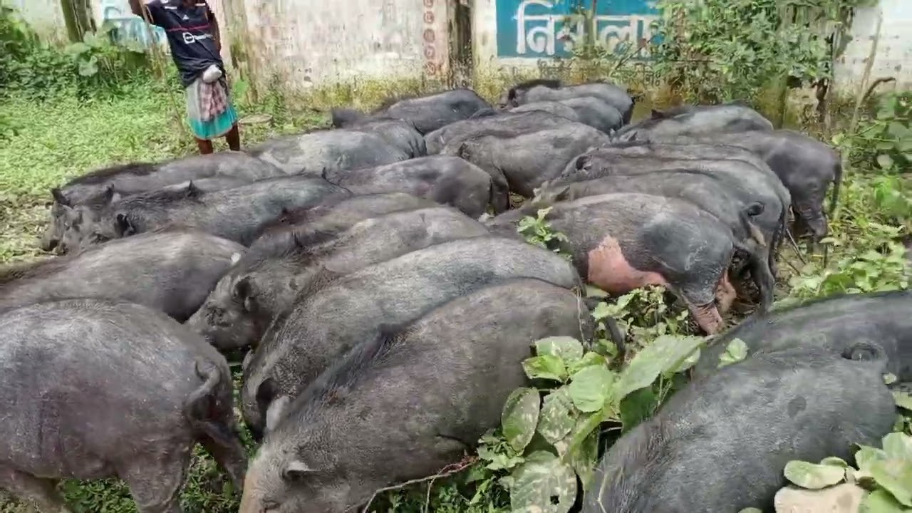 #Bangladeshi_Pig/Hog | শুকর