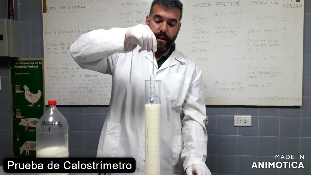 Prueba Calidad de calostro utilizando calostrímetro