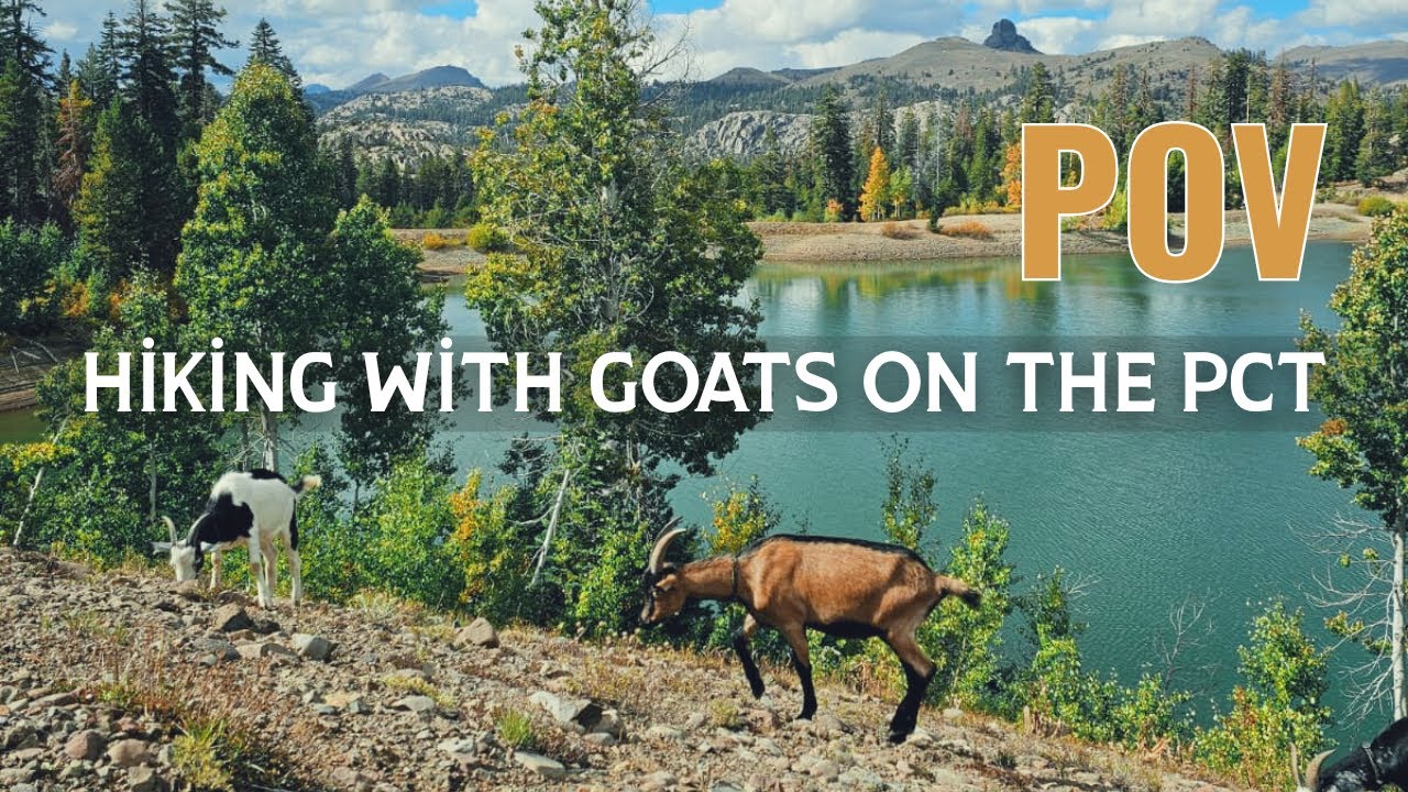 POV Hiking the PCT with Goats