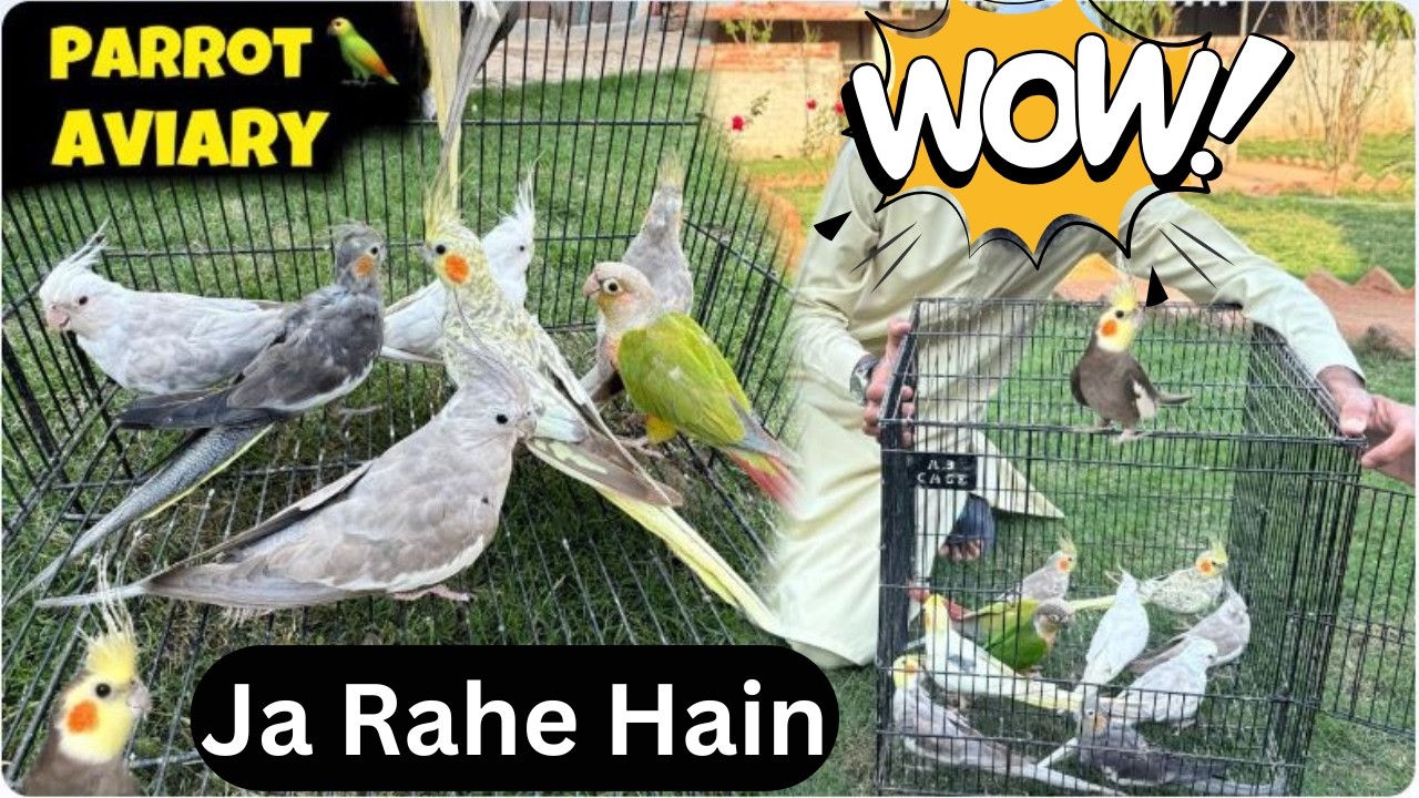 Finally Cockatiel Parrots Ja Rahe Hain ❤️ New Birds Ane Wale Hain❤️ Ab Ye Bohat Khush Hain! 🥰🦜