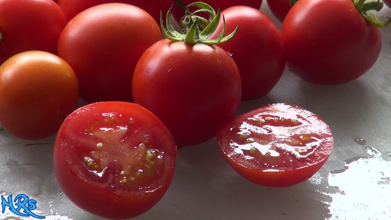⟹ Campari Tomato | Solanum lycopersicum | Tomato Review 2019