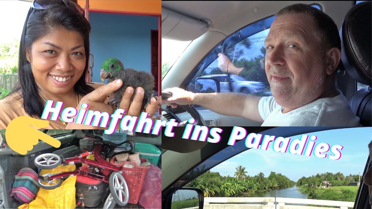 Thailand Ausgewandert. Eclectus Papageien von der Vogelfarm und Rollator abholen. Die 600 km Tour.🤠
