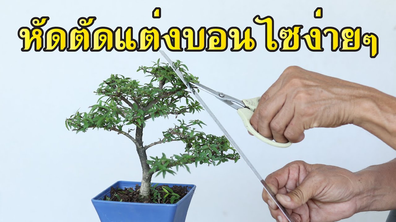 วิธีตัดแต่งบอนไซ ง่ายมากๆดูจบทำเป็นทันที  [บอนไซมือใหม่ป้ายแดง EP.74]