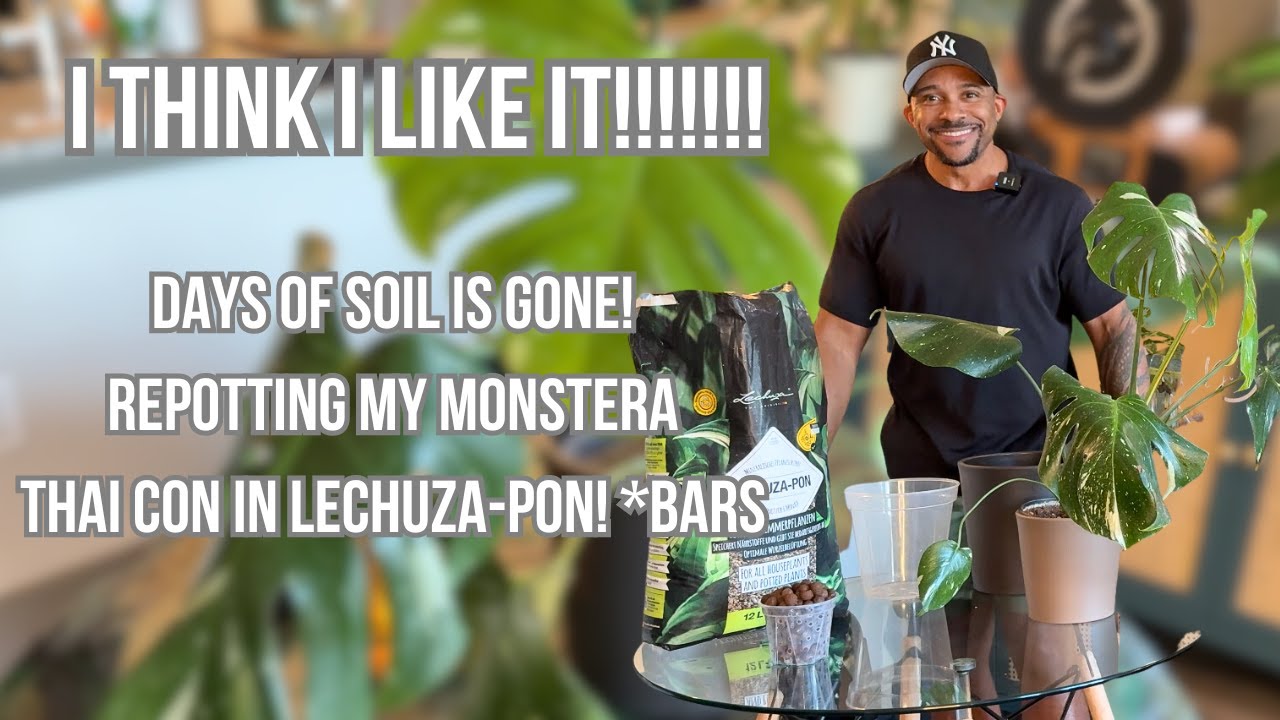 Repotting My Rare Monstera Thai Con in Pon! Tips & Tricks for Thriving A Plant