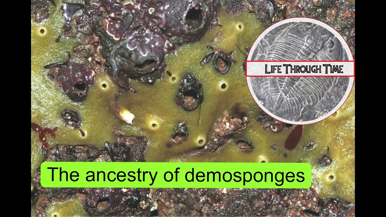 The ancestry of demosponges