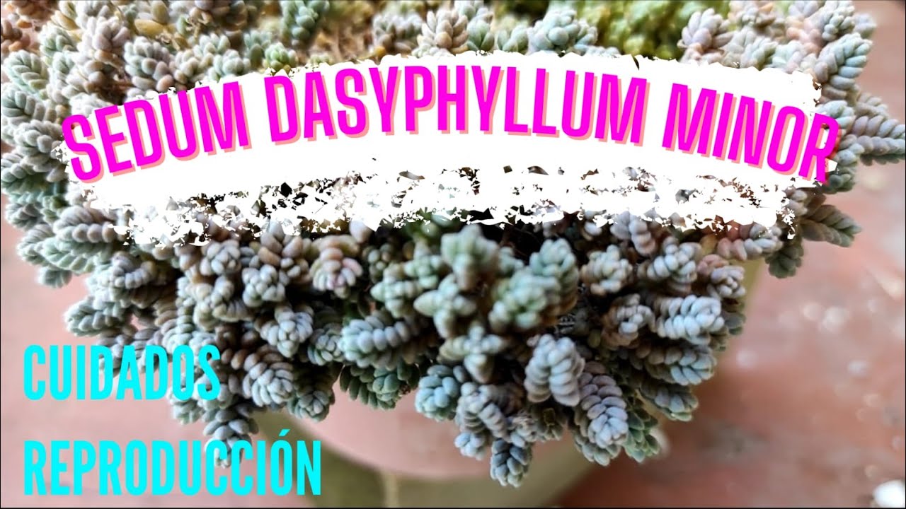 КАК УХАЖИВАТЬ ЗА SEDUM DASYPHYLLUM MINOR: УХОД И РАЗМНОЖЕНИЕ / SEDUM ROCOCO / SEDUM LAGRIMITA