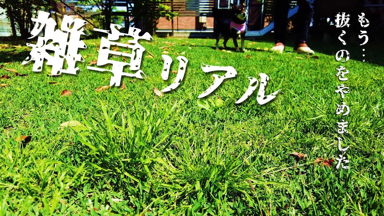 【芝生】＼雑草放置庭／シバゲンで「抜かない」雑草対策