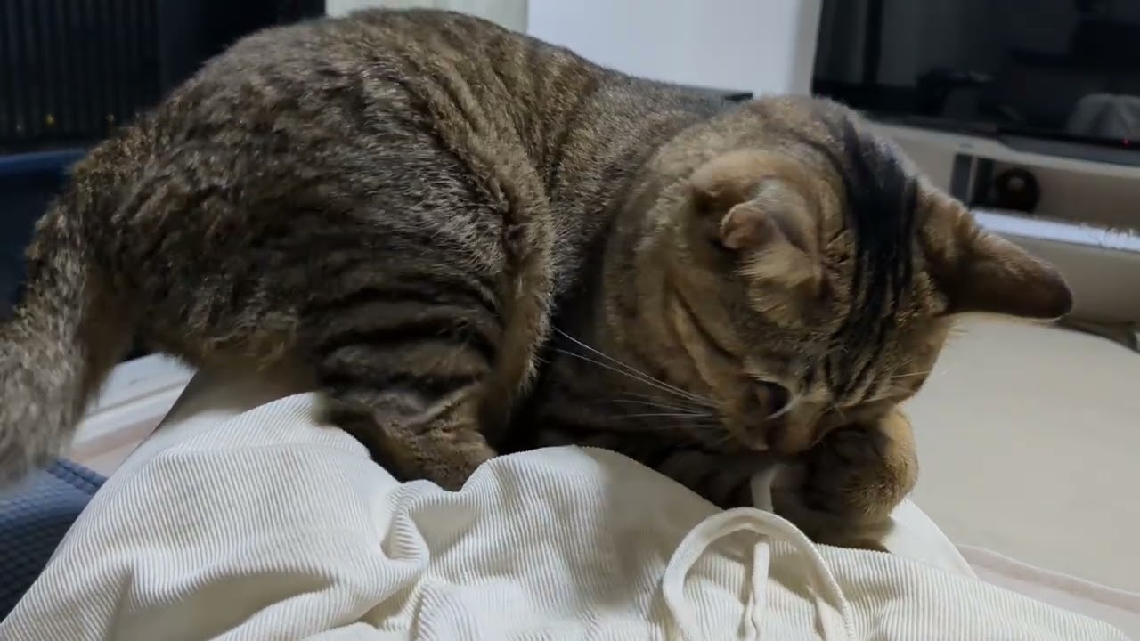 20251004 猫の記録