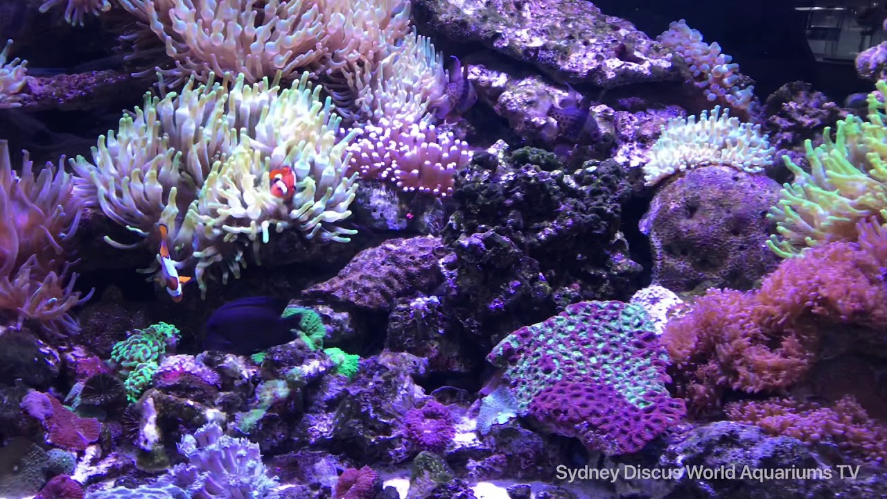 4K Saltwater Coral Aquarium Showcase