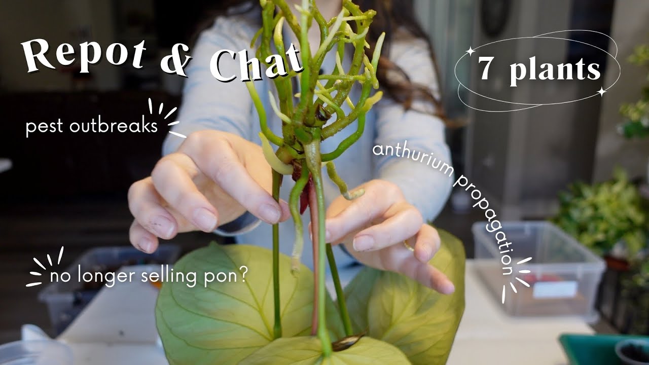 Repot & Chat | Aroid market import 2 month update 🪴