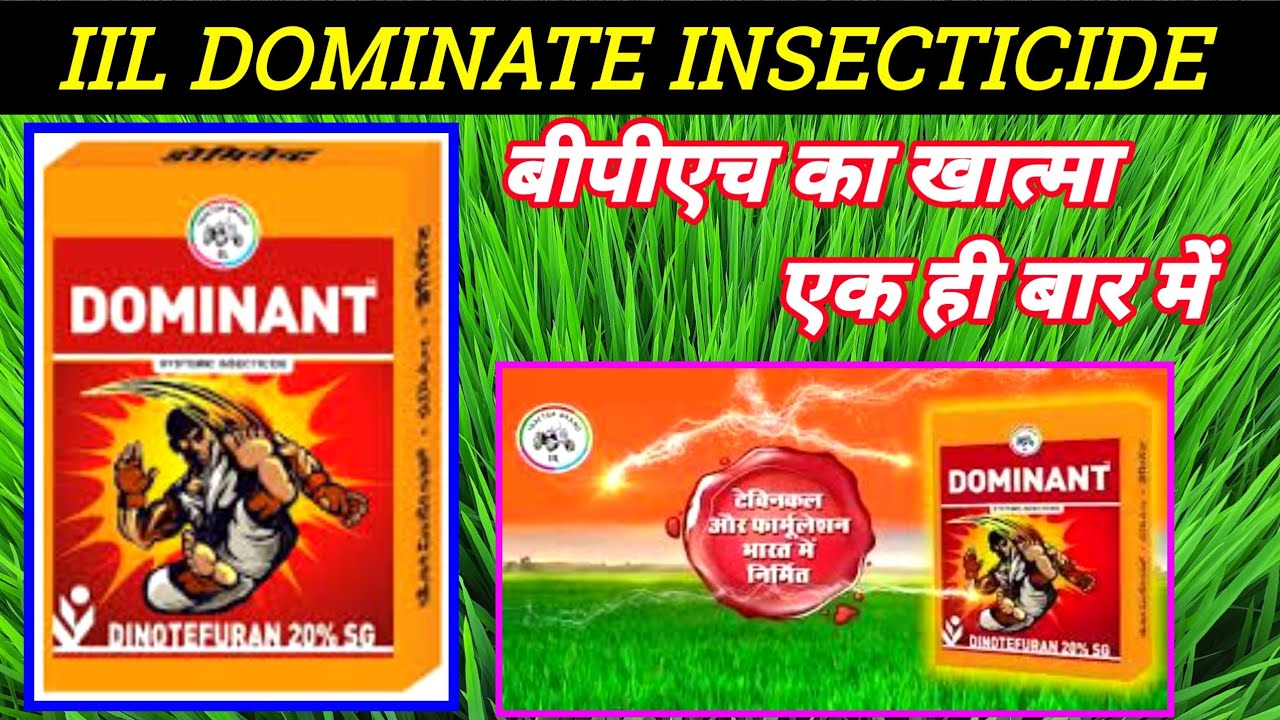 धान में भूरा माहू के लिए कीटनाशक| Dinetofuran-20%SG|Dominate Insecticide price dose work result