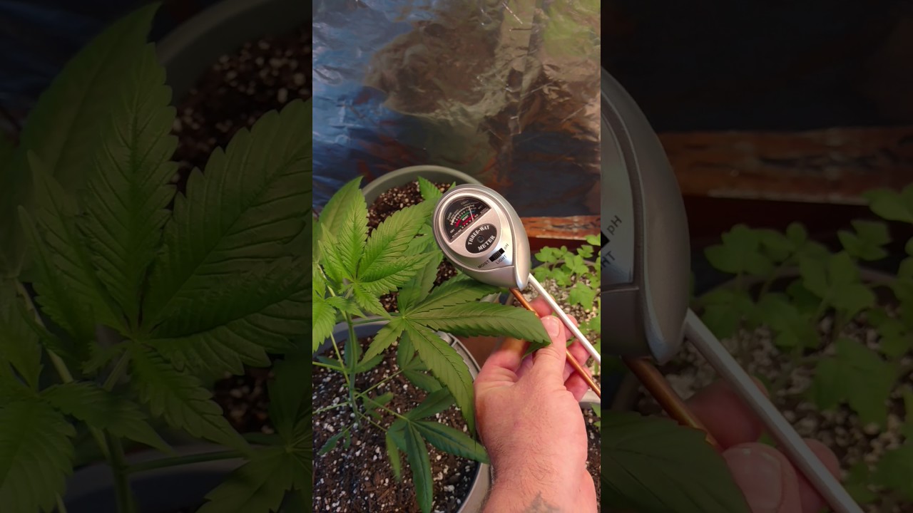 Bagseed grow cfl Light level check