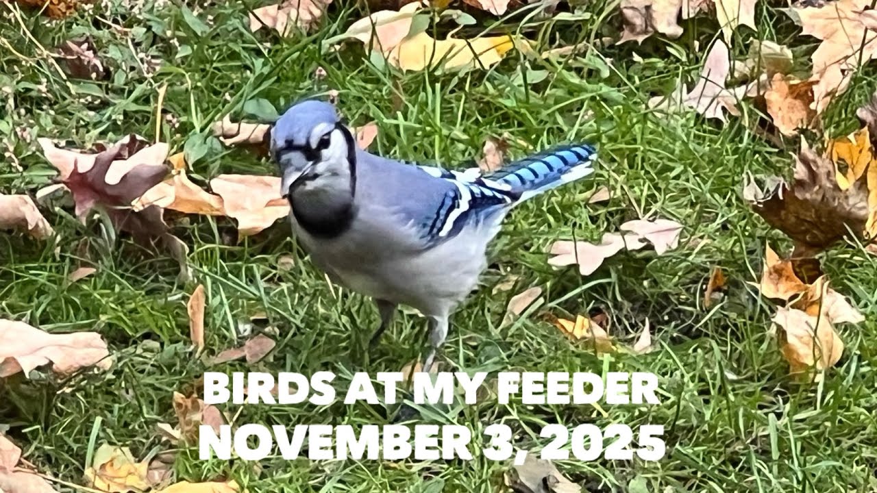 Birds at My Feeder November 3 2025