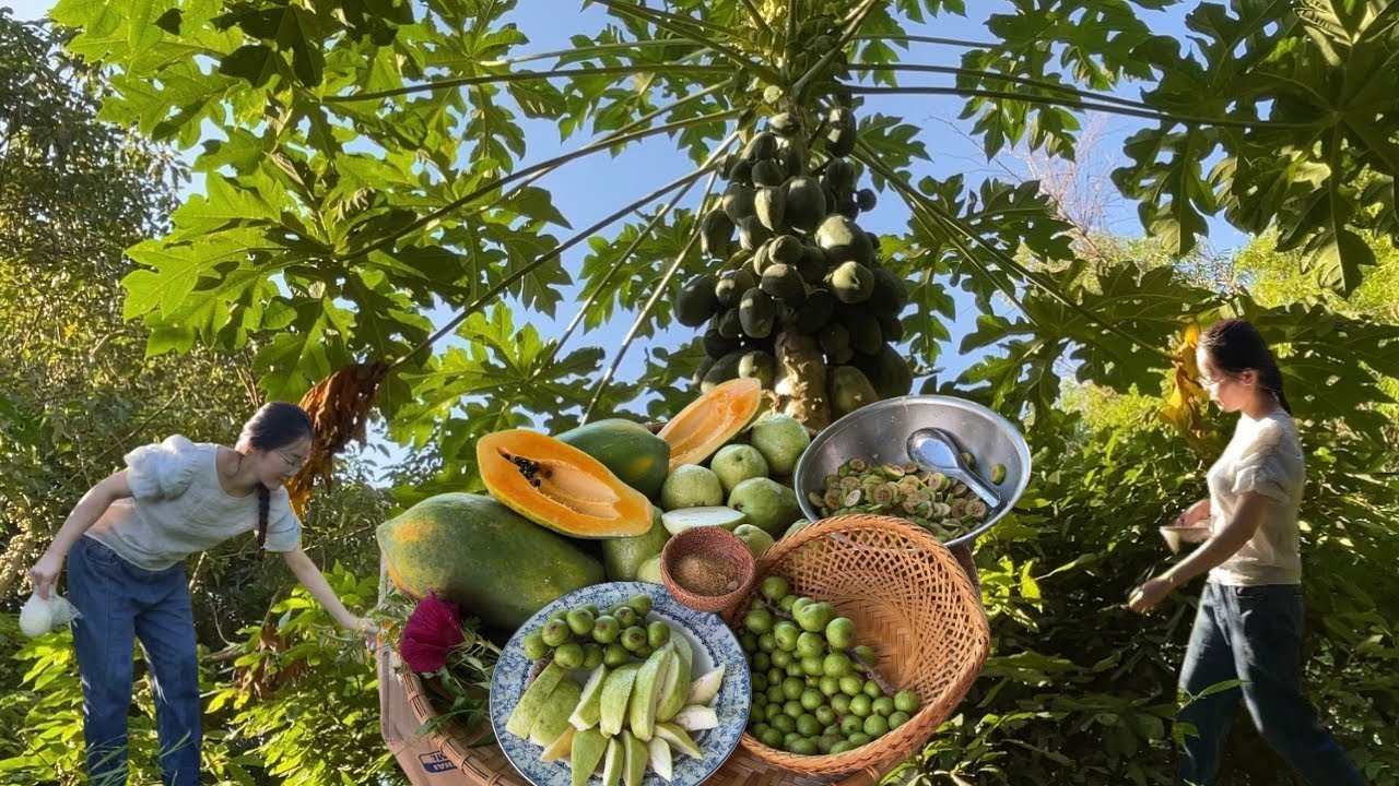 Harvest tropical fruits & Recycle a plastic bottle to make fruit picker |SIMPLE LIFE #farm #harvest