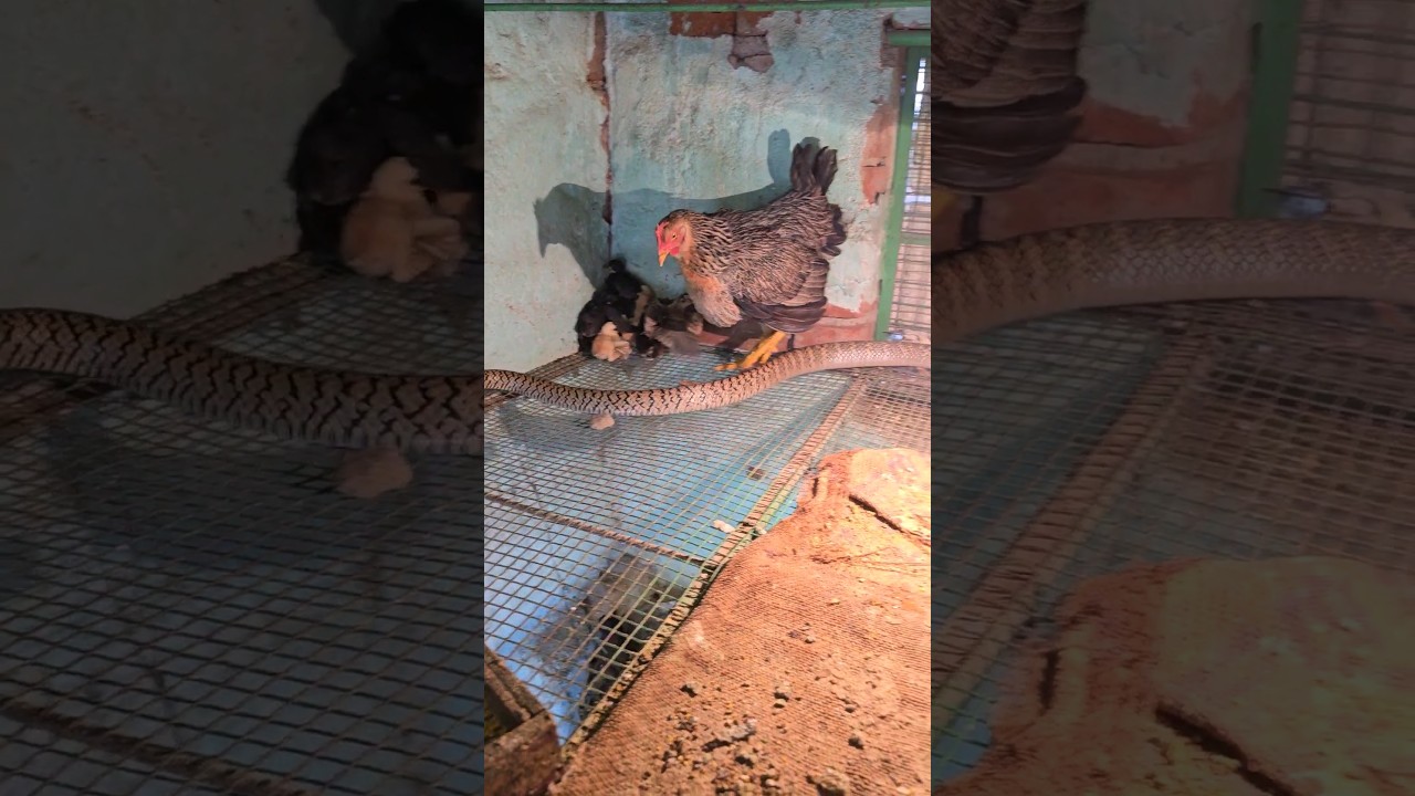जब मुर्गी के घर में सांप घुस गया 🐍😱 The mother hen saved the children. #snakeattack #shorts #farm