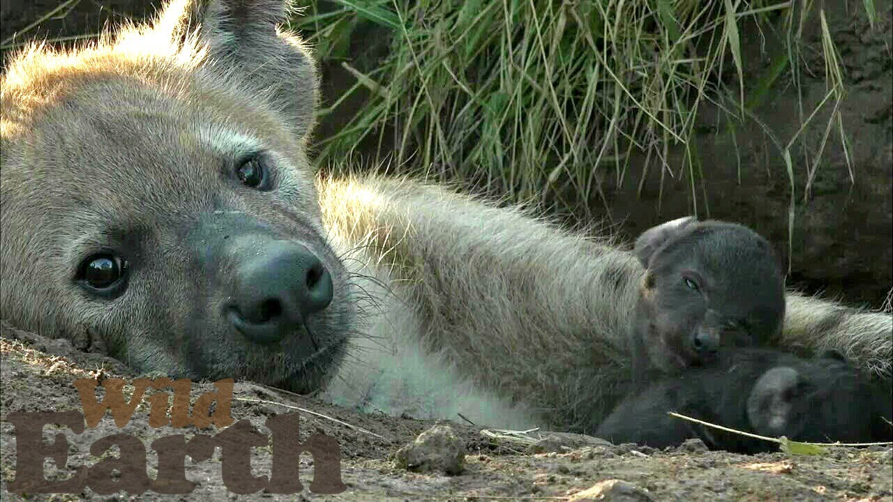 We Welcome Two New Members of the Djuma Hyena Clan!