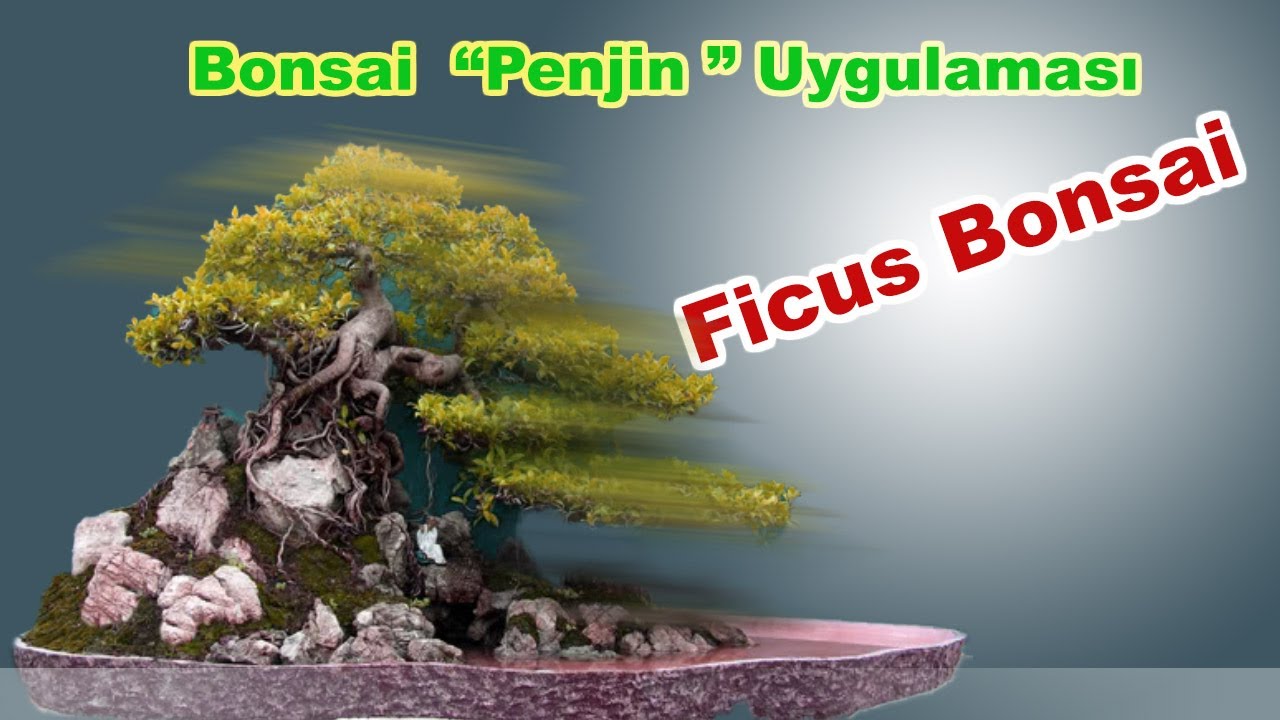 #Penjin  Ficus Benjaminden Penjin Uygulaması 