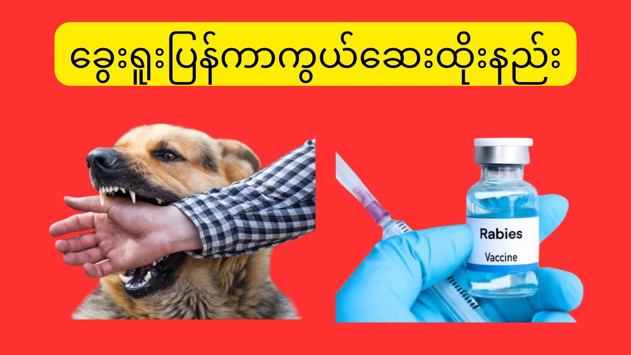 ခွေးရူးပြန်ကာကွယ်ဆေးထိုးနည်း