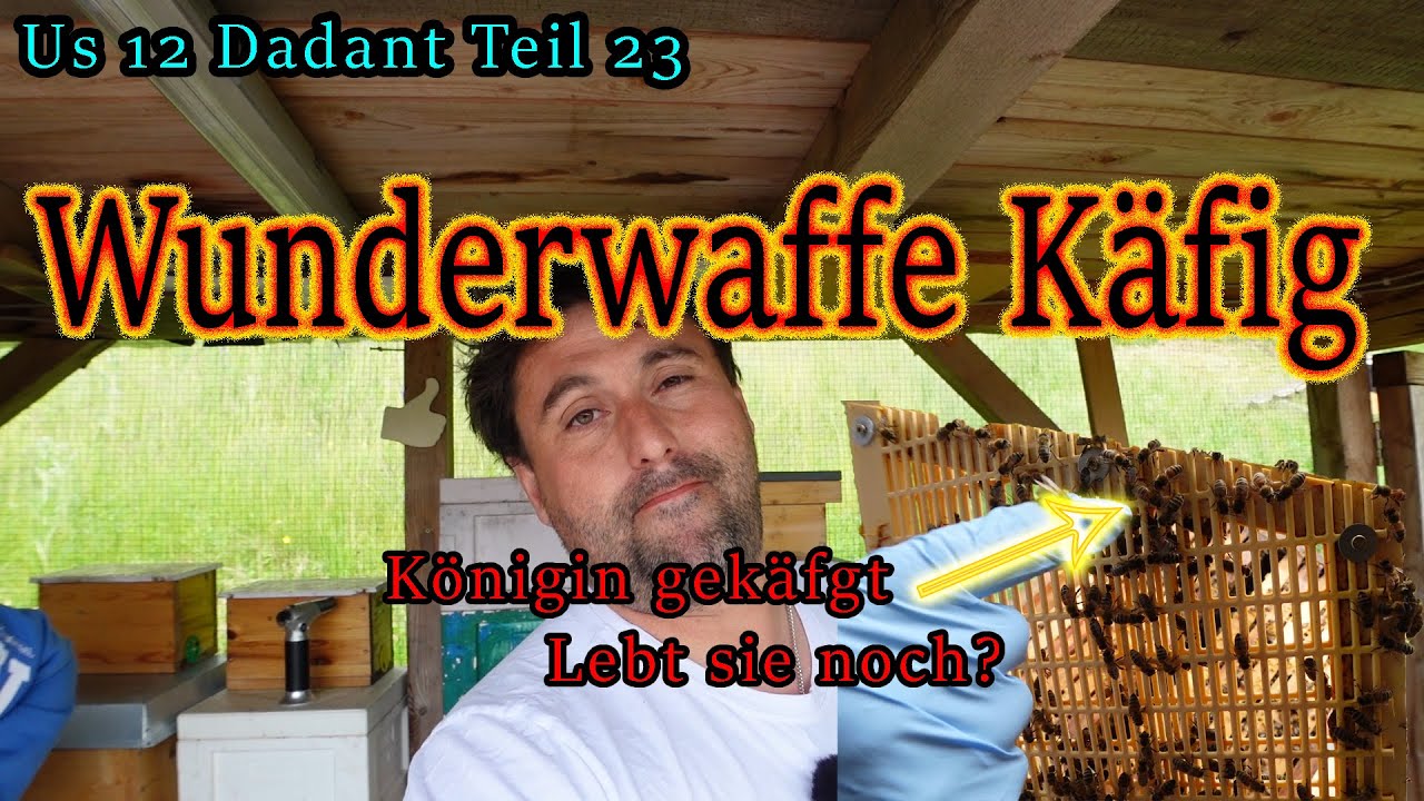 Imkern in der Dadant Beute Teil 23 Käfigen für den Schwarmtrieb.