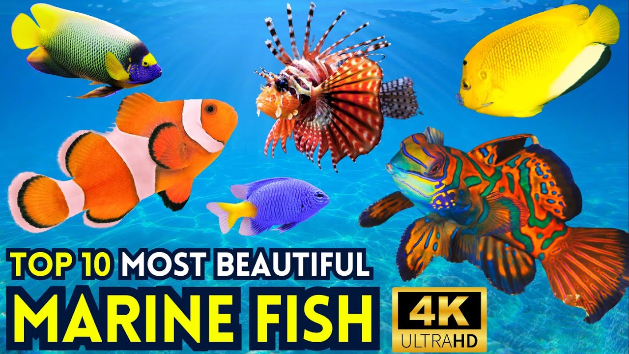 Top 10 Most Stunning Marine Fish in the World