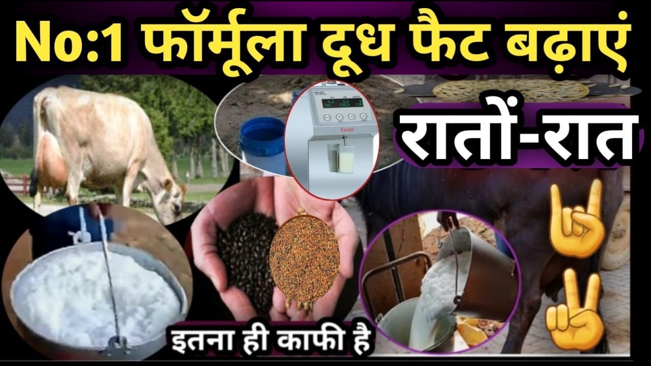 ✅No:1 फॉर्मूला दूध फैट बढ़ाएं रातों-रात👉शाम को खिला दो सुबह बढ़ा लो How to increase Milk Fat 