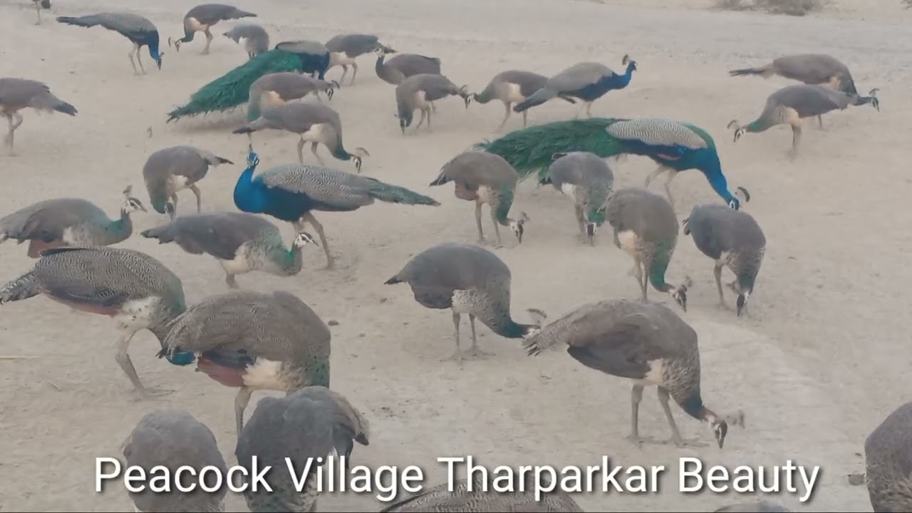 Great wild peacocks flock I Amazing nature wonders I