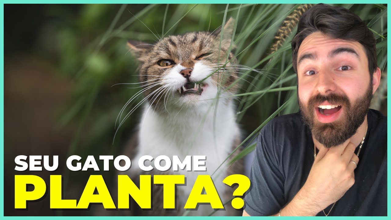 A VERDADEIRA RAZÃO Dos Gatos Comerem PLANTAS!