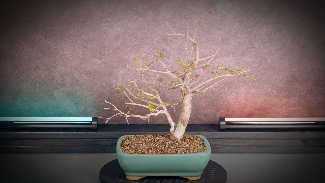 Pomegranate bonsai pruning and spring care (tree 13 - part 2)