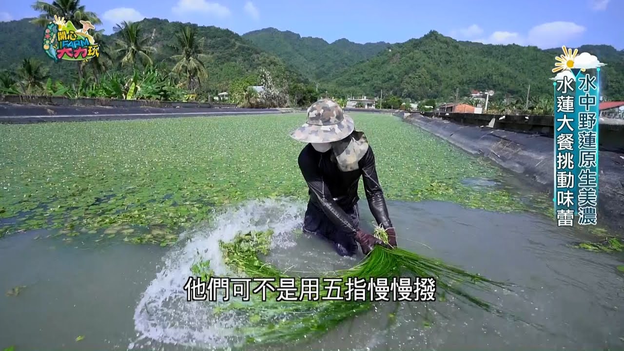 "熱炒水蓮"原來長在水裡 前往美濃現採水蓮 品嚐水蓮大餐品"綠拿鐵" 還有生態農場秘訣大公開｜【開心FARM大力玩】20201115｜三立新聞台