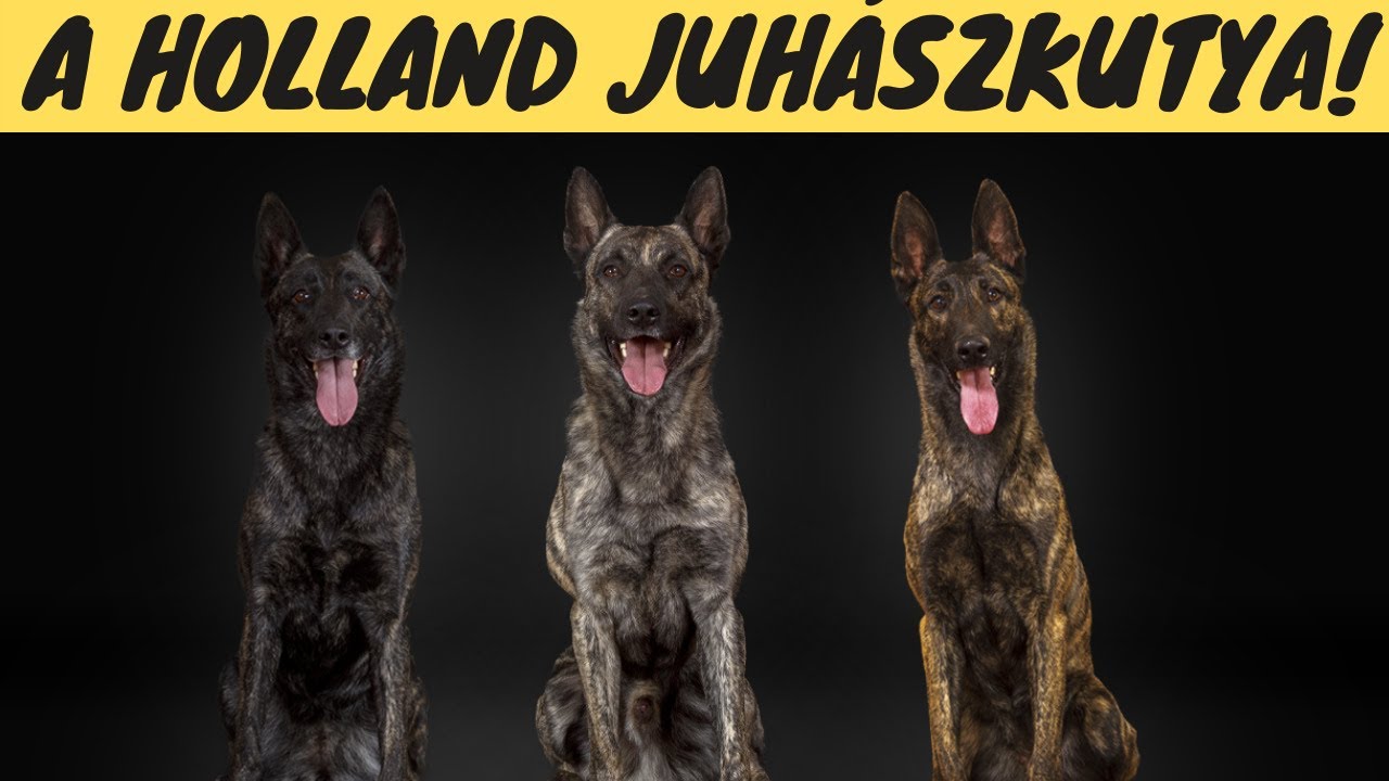 A Holland Juhászkutya!  Jobbak a német és a belga juhásznál?