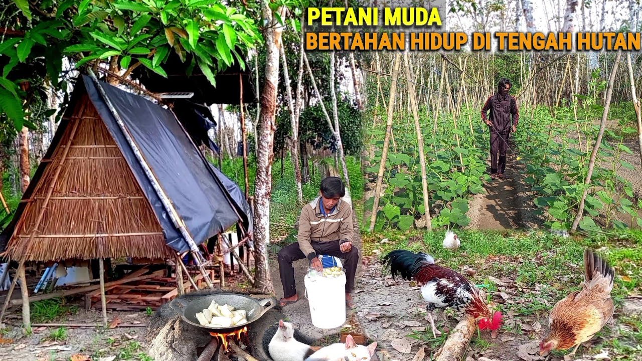 Merawat tanaman timun, goreng ubi singkong, PANEN bayam, hidup di hutan berkebun & beternak CHR-82