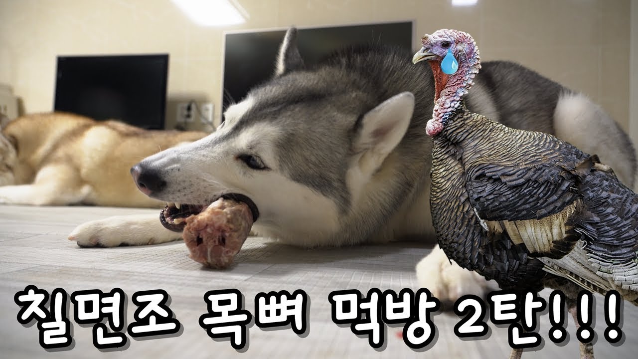 시베리안 허스키들의 칠면조 목뼈 먹방 2탄!!! Siberian husky eating Raw Turkey neck 2