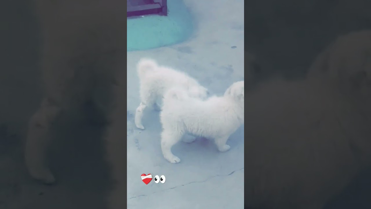 Hilesso Hilessa || Labra Coco || 