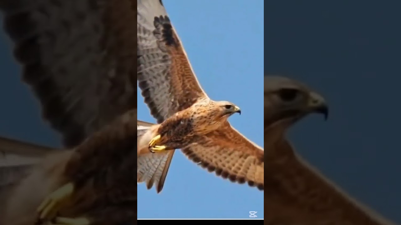 Sənə salam olsun Ulu Borçalı