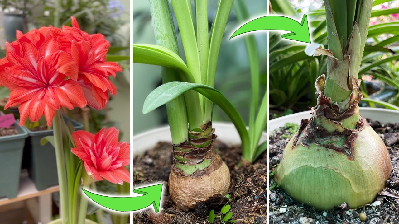 Amaryllis Done Blooming? Don't Do This  | 6 Dos and 1 Don't